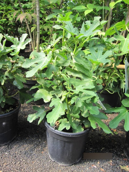 Ficus carica Pastiliere - Feige Pastiliere